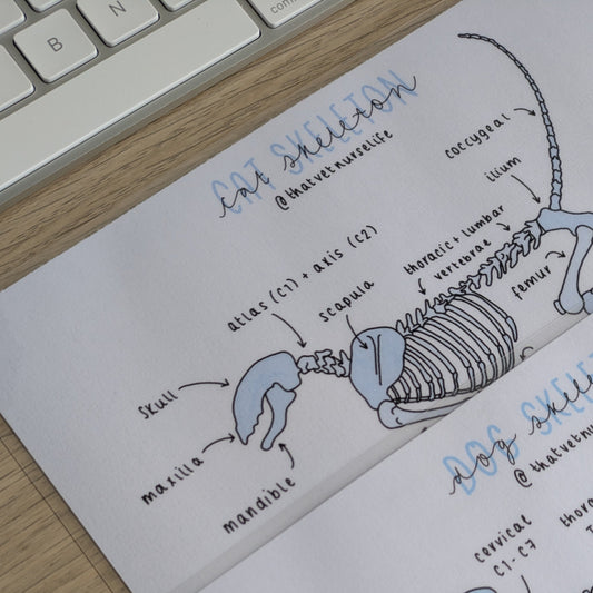 Canine + Feline Skeleton Study Poster