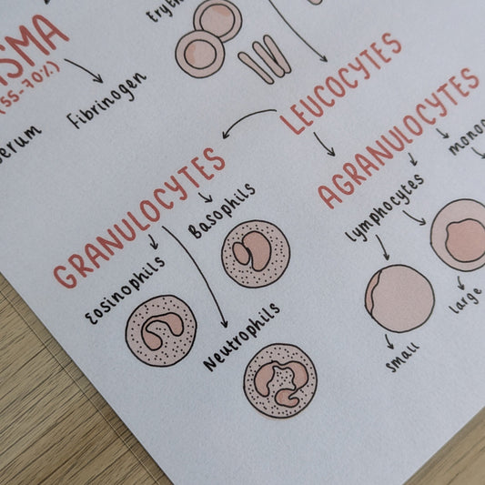 Blood Composition Poster
