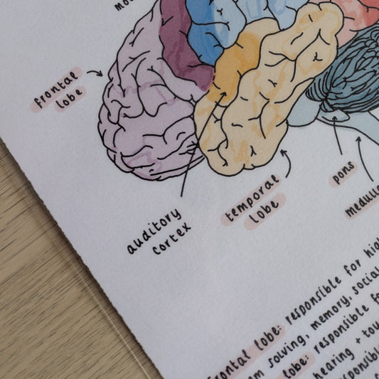 Brain Anatomy Study Poster