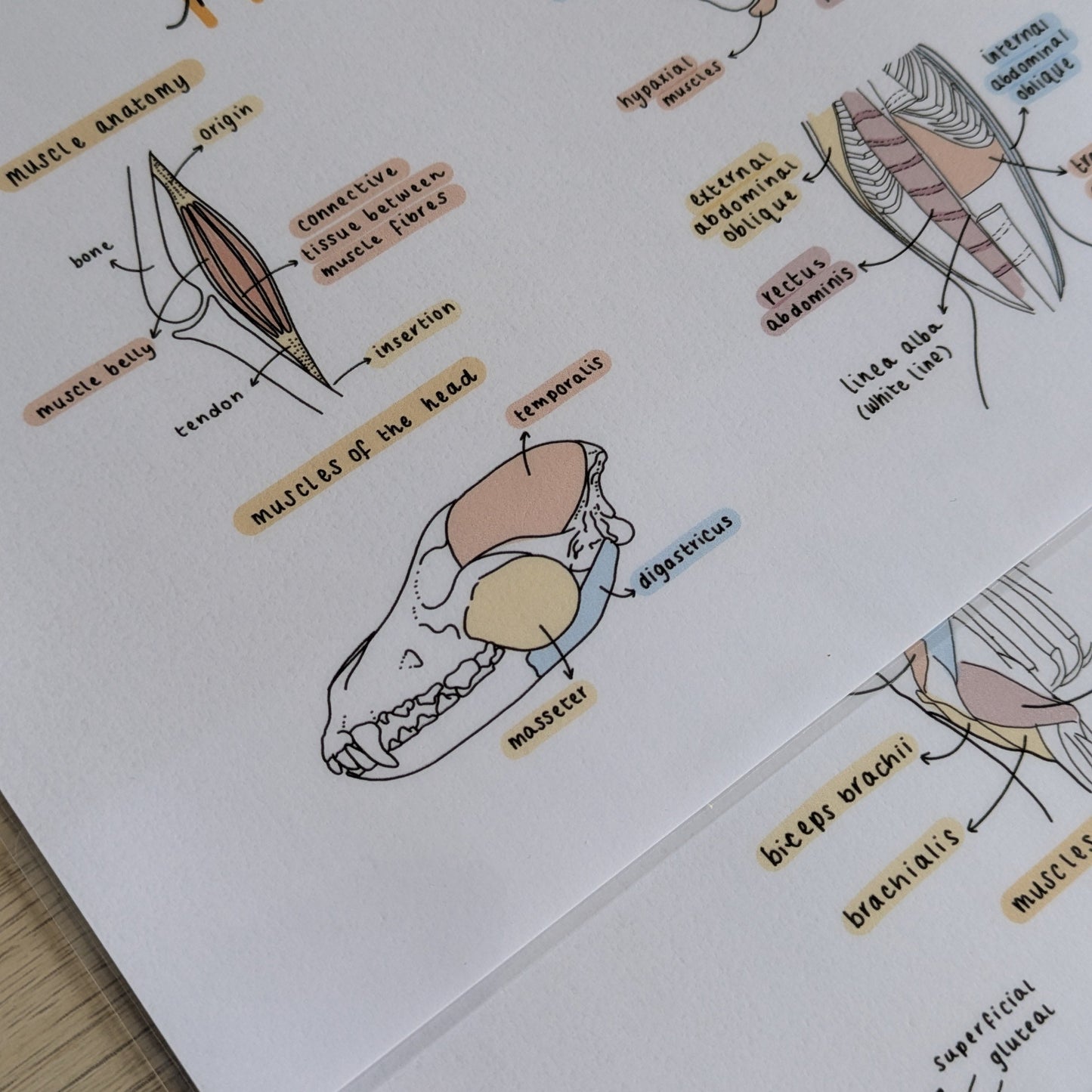 Muscle Anatomy Study Poster
