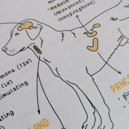 Glands + Hormones Study Poster
