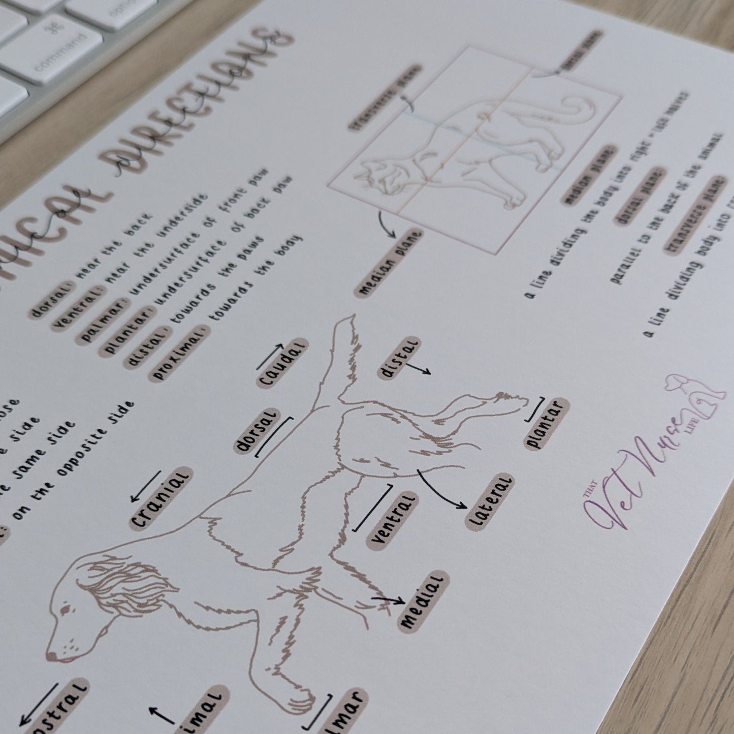 Anatomical Directions Poster