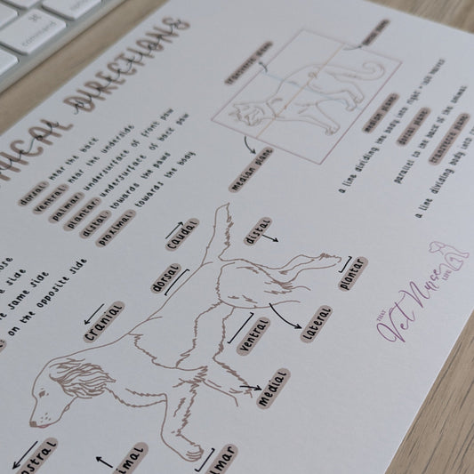 Anatomical Directions Poster