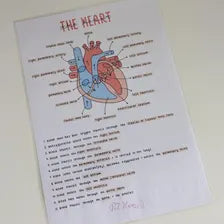 Heart Poster Cardiovascular System
