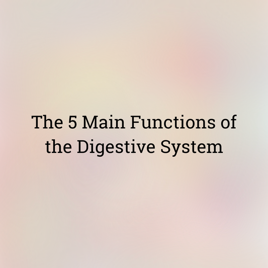 The 5 Main Functions of the Digestive System