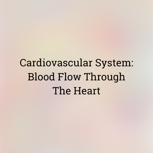 Cardiovascular: Blood Flow Through the Heart