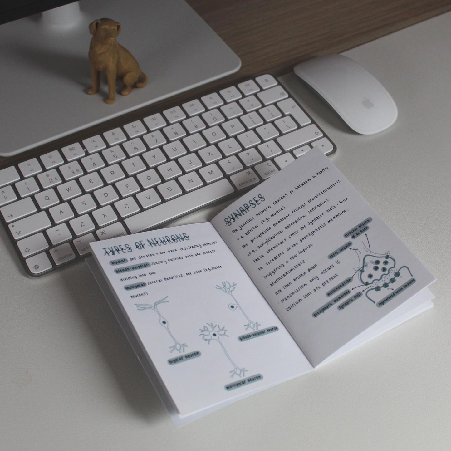 Nervous System + Special Senses Guide