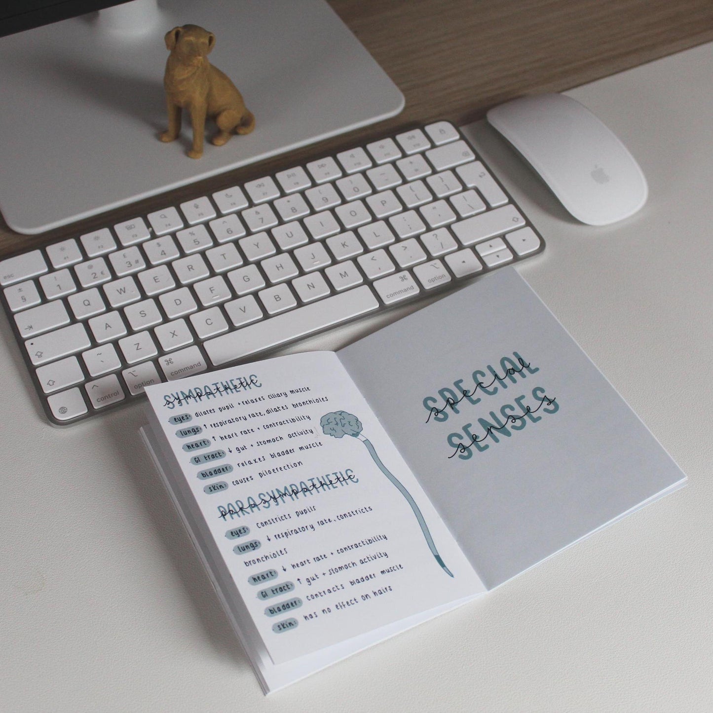 Nervous System + Special Senses Guide