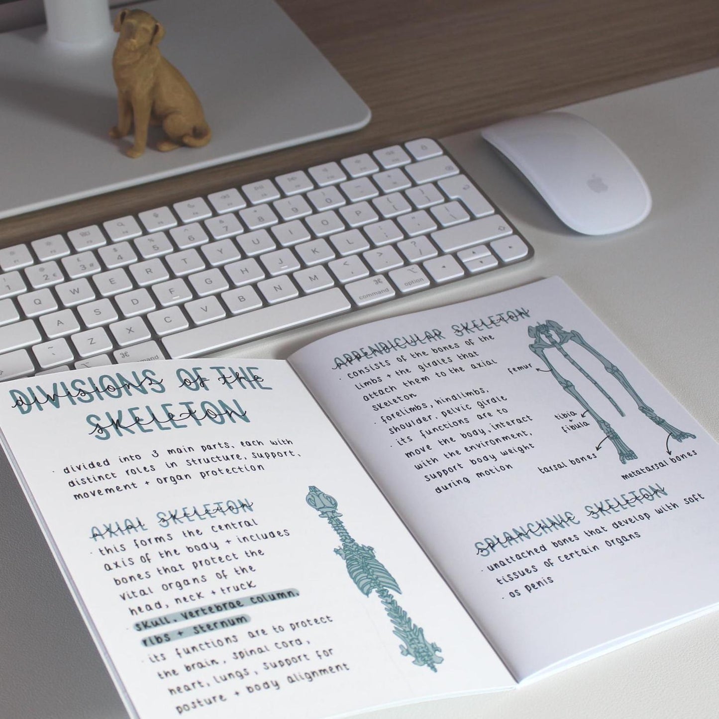 Skeletal System Guide