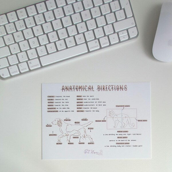 Anatomical Directions Poster