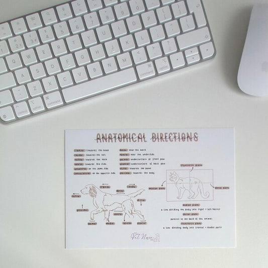 Anatomical Directions Poster