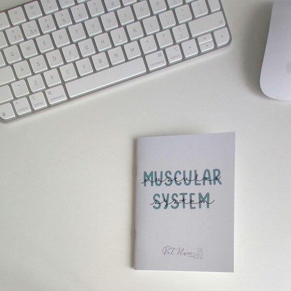 Muscular System Guide