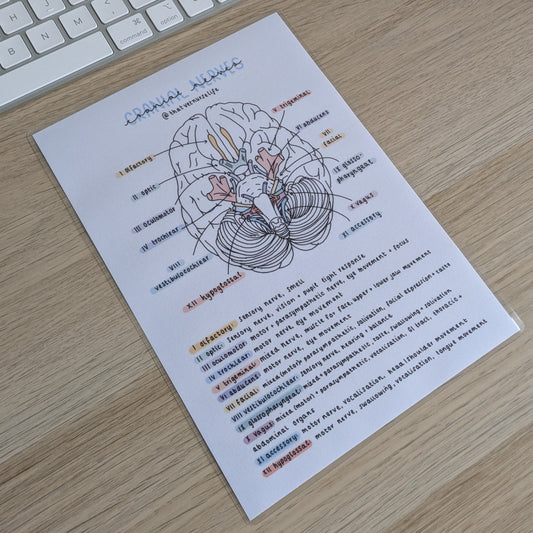 Cranial Nerves Study Poster