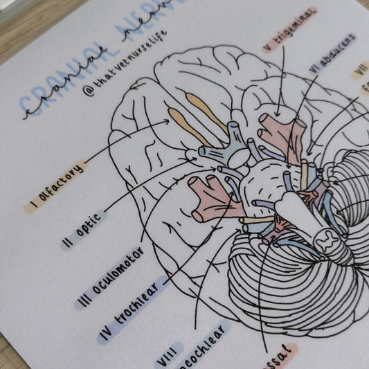 Cranial Nerves Study Poster