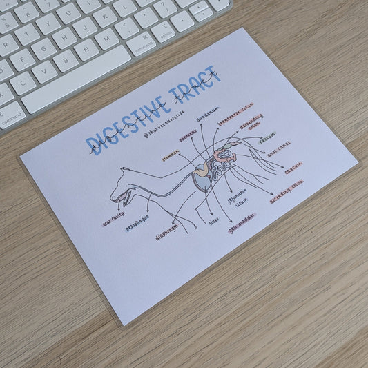 Digestive System Study Poster