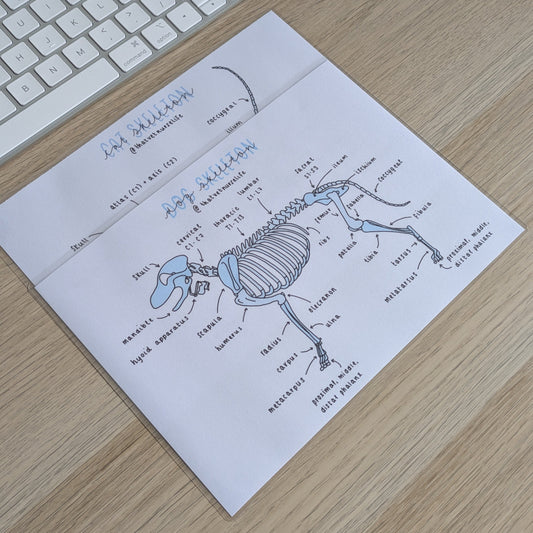 Canine + Feline Skeleton Study Poster