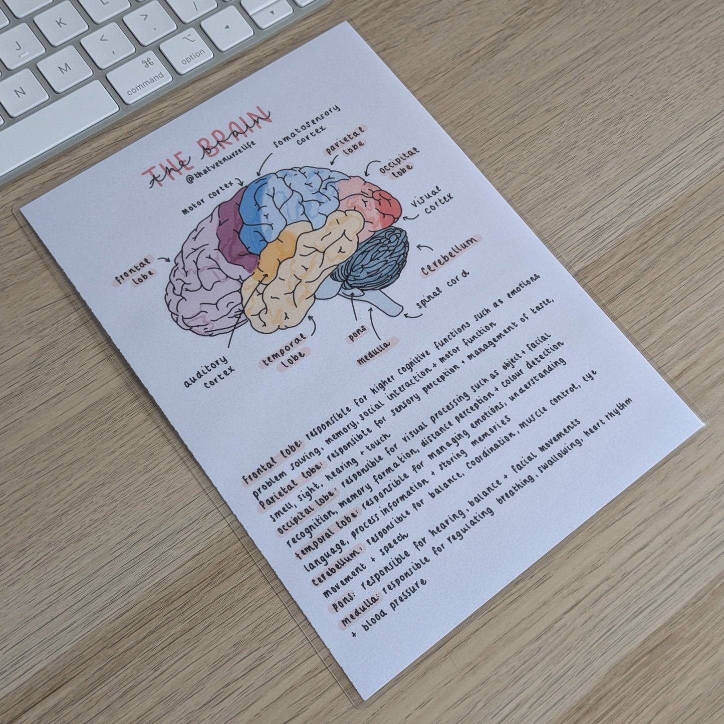 Brain Anatomy Study Poster