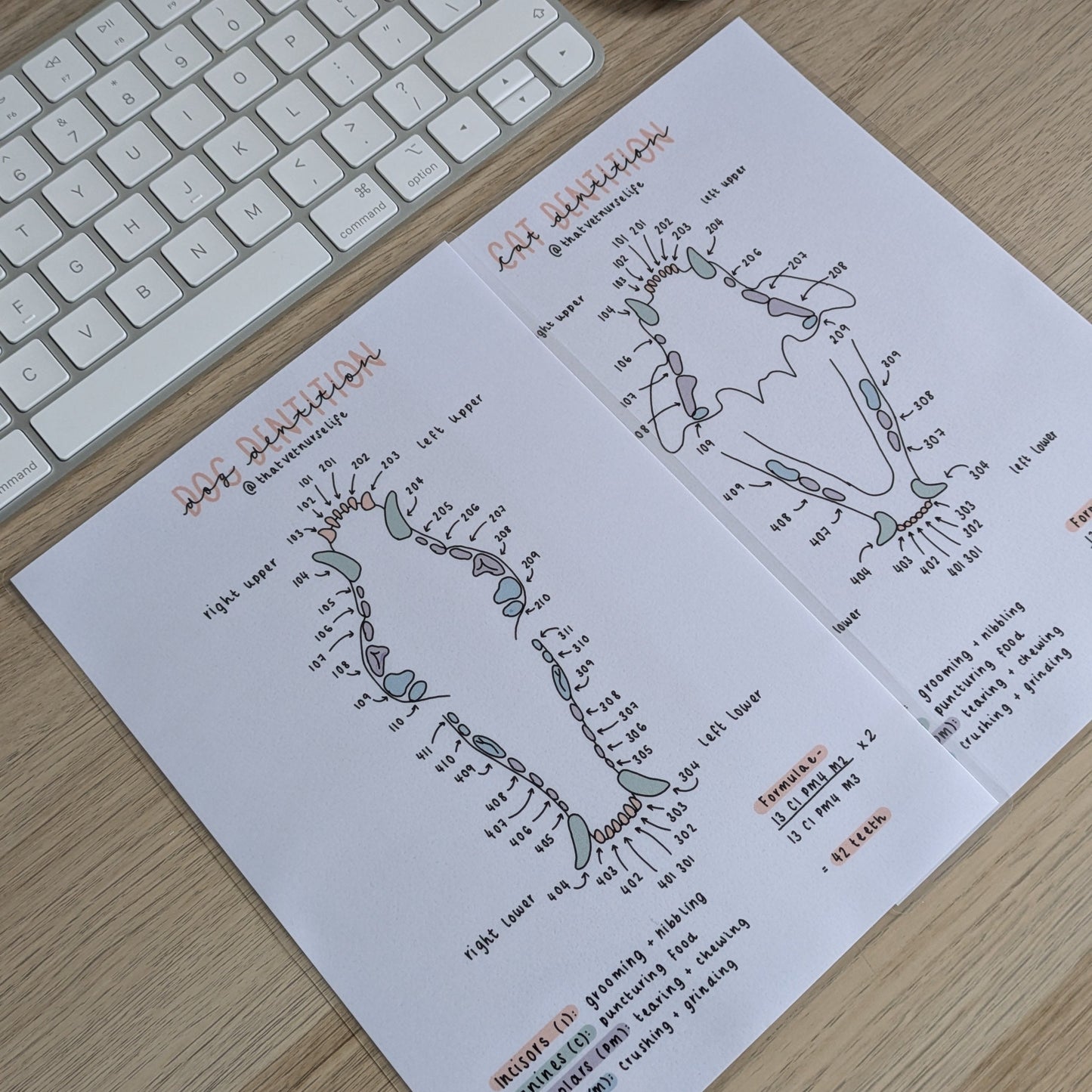 Dental Charting Study Poster