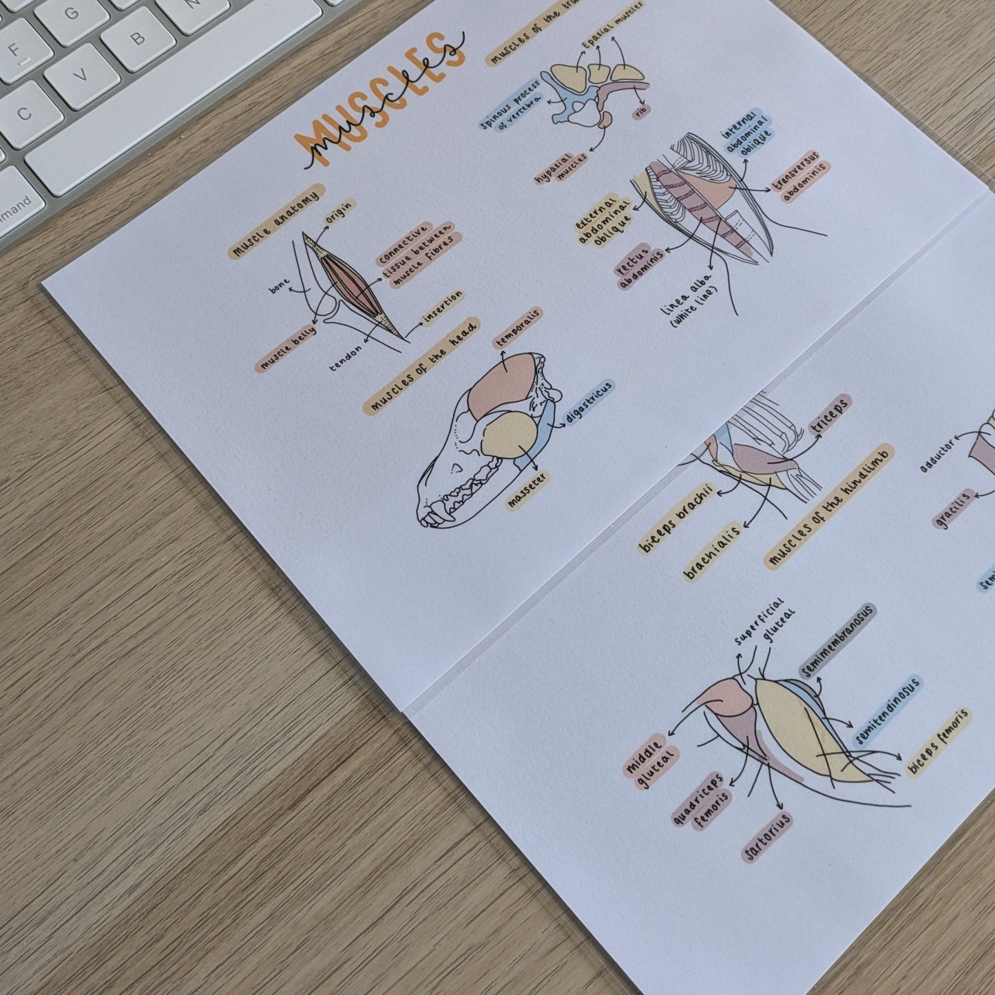 Muscle Anatomy Study Poster