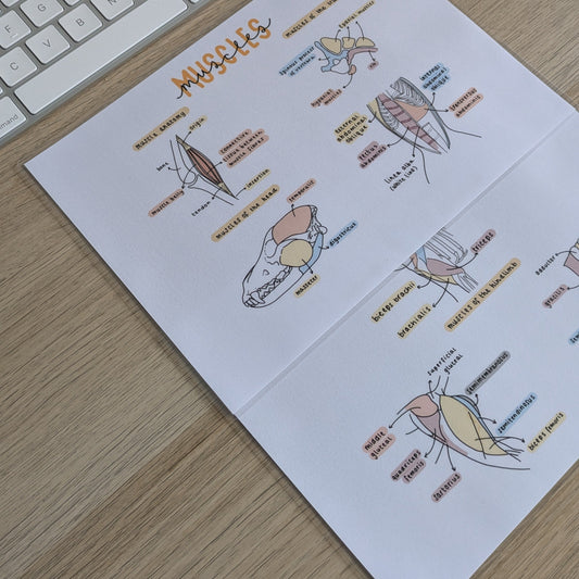 Muscle Anatomy Study Poster
