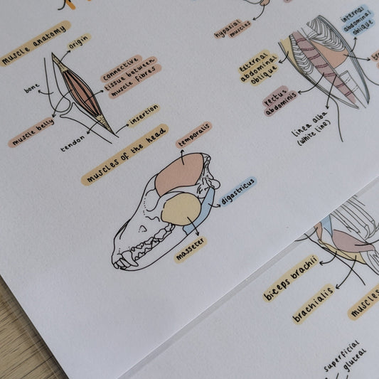 Muscle Anatomy Study Poster