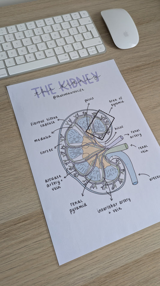 Kidney Anatomy Study Poster