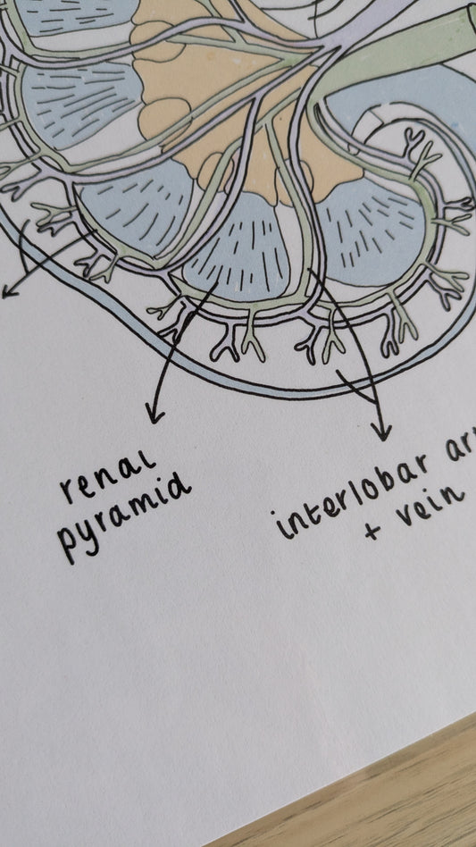 Kidney Anatomy Study Poster