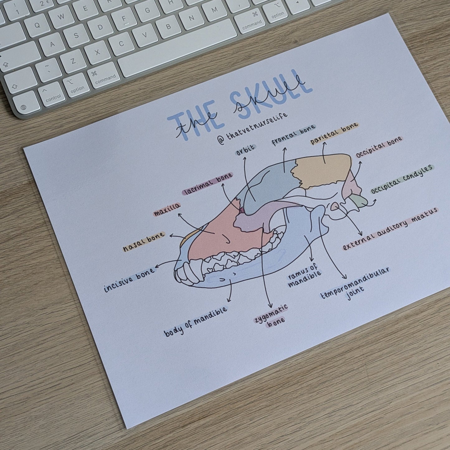 Skull Anatomy Study Poster