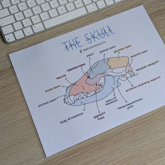 Skull Anatomy Study Poster
