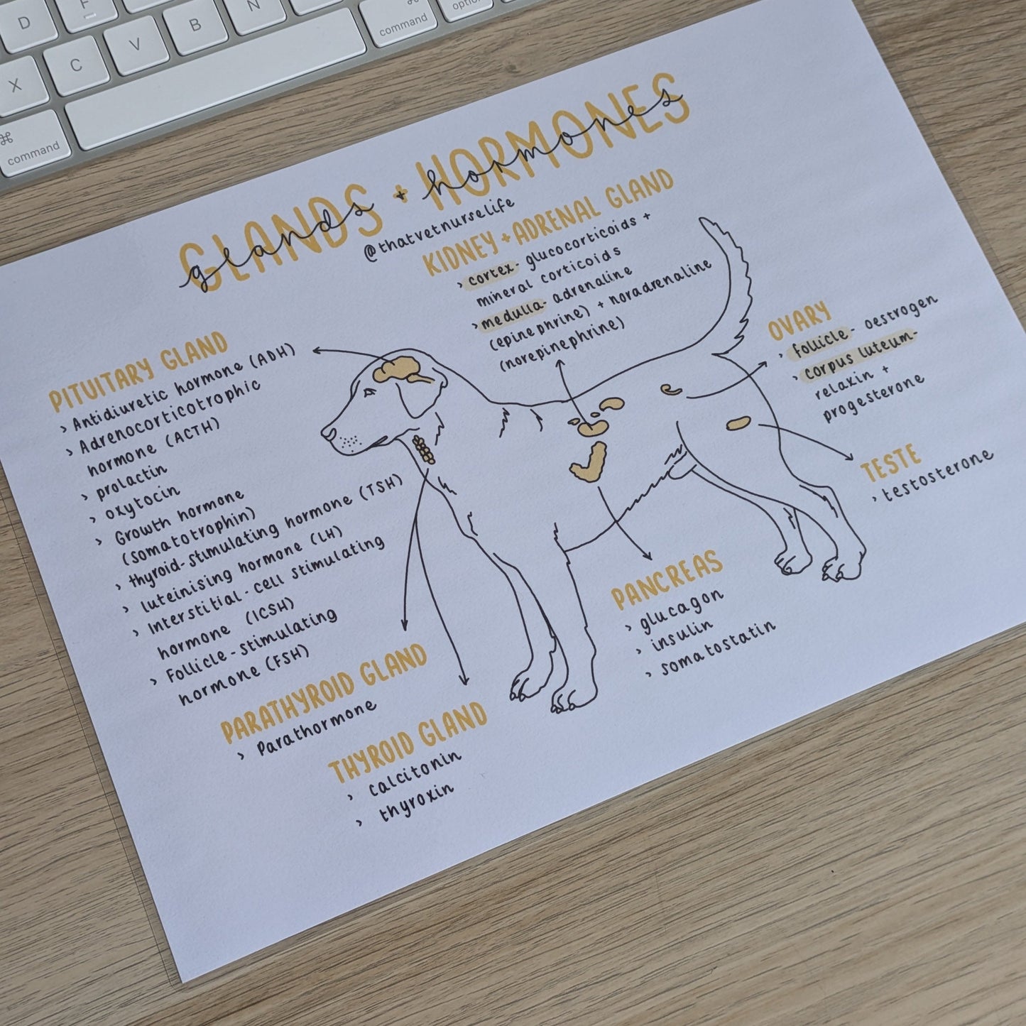 Glands + Hormones Study Poster