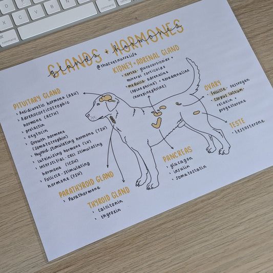 Glands + Hormones Study Poster