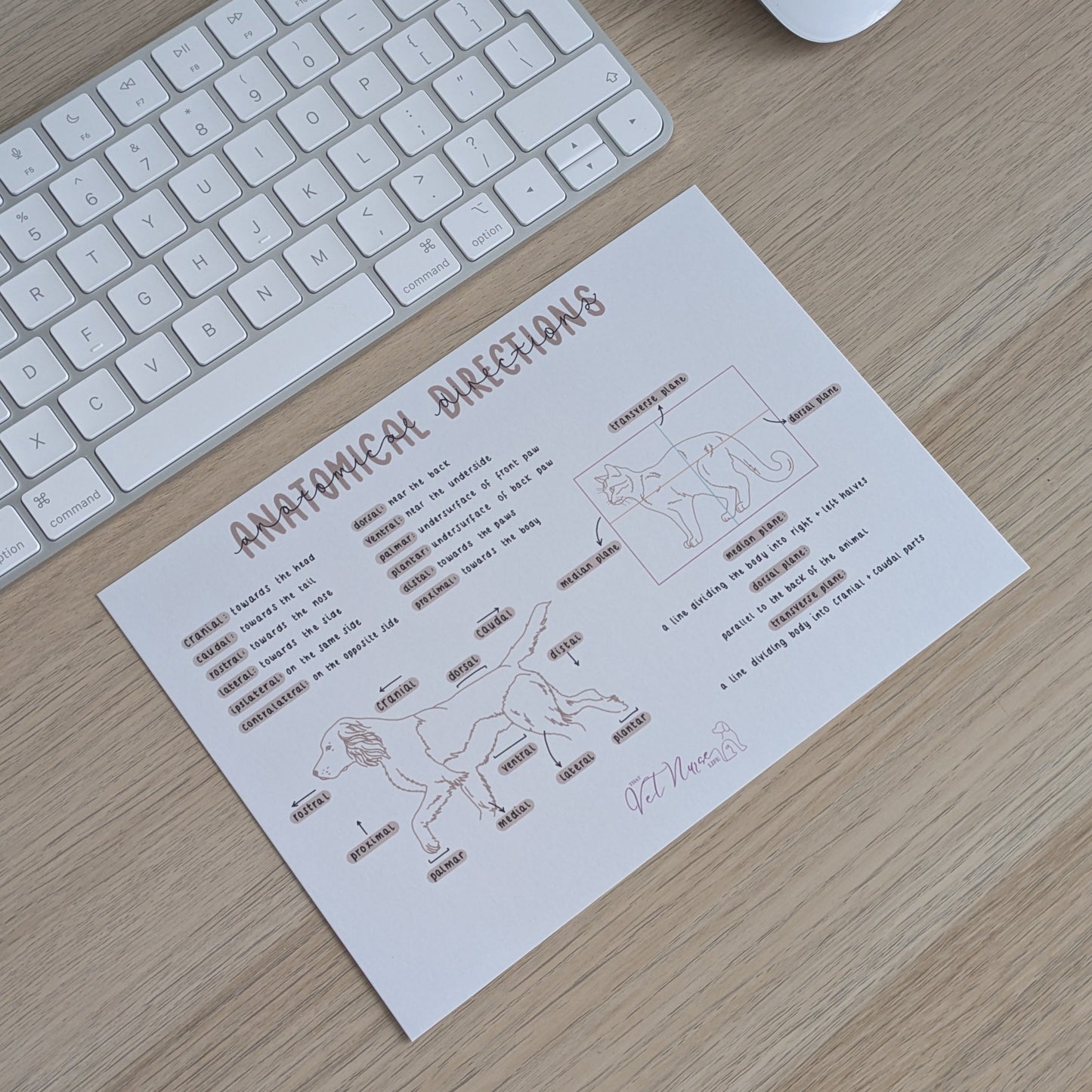 Anatomical Directions Poster
