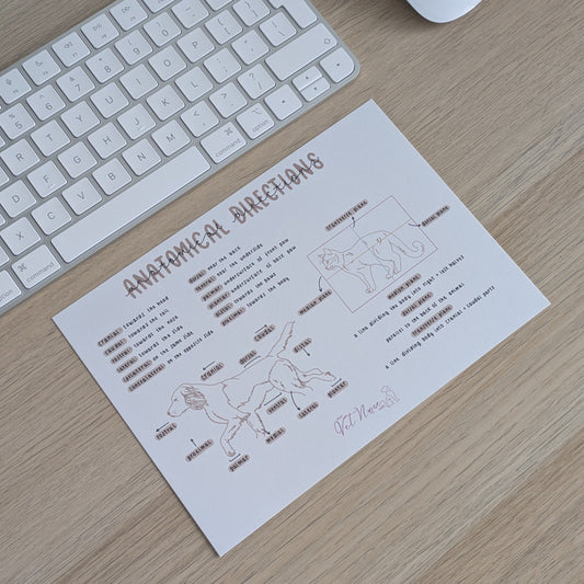 Anatomical Directions Poster