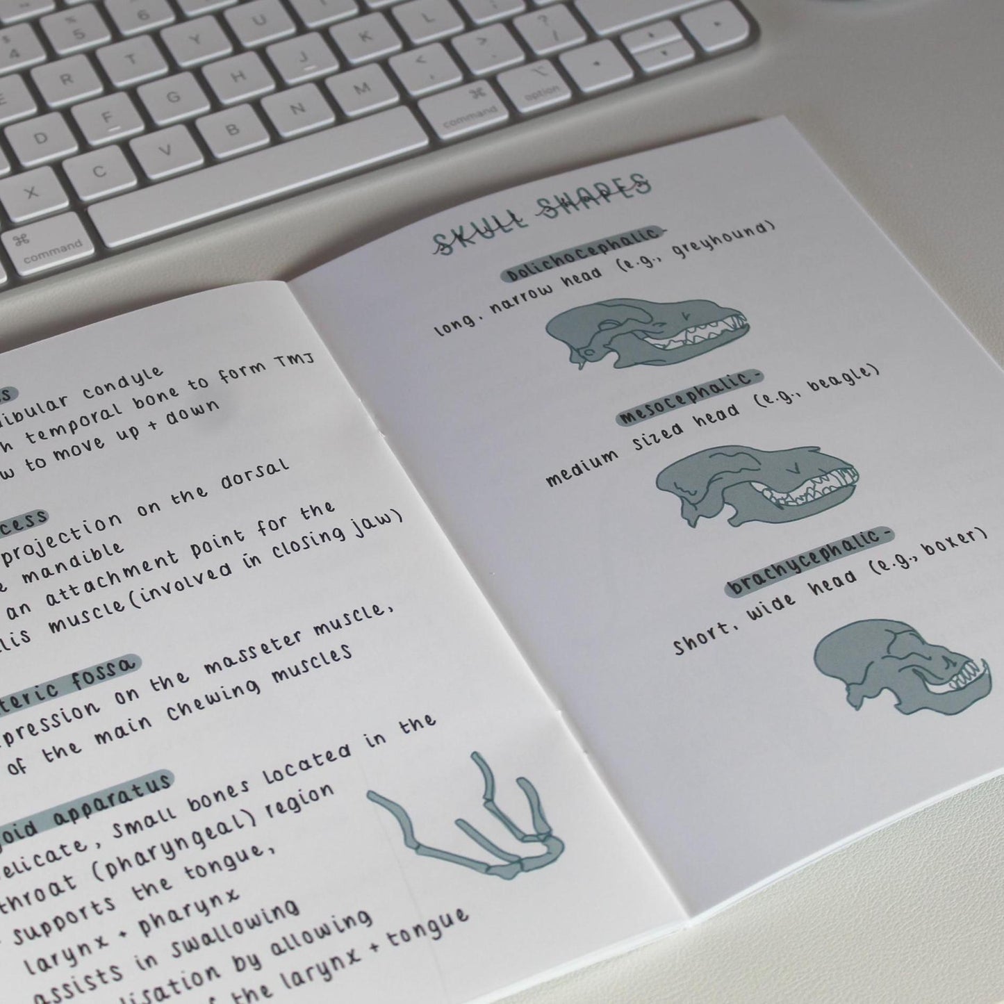 Skeletal System Guide