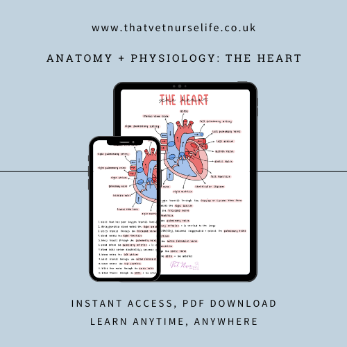 Anatomy + Physiology: The Heart (Digital Download)