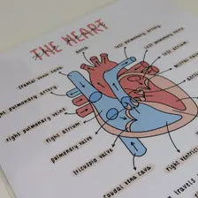 Heart Poster Cardiovascular System